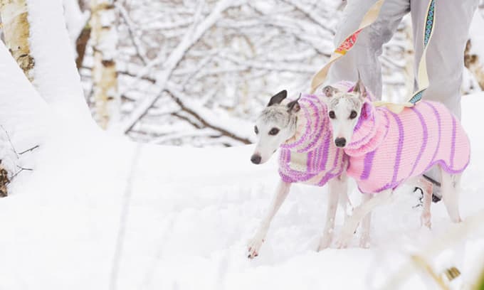 写真：愛犬も楽しめるアクティビティ